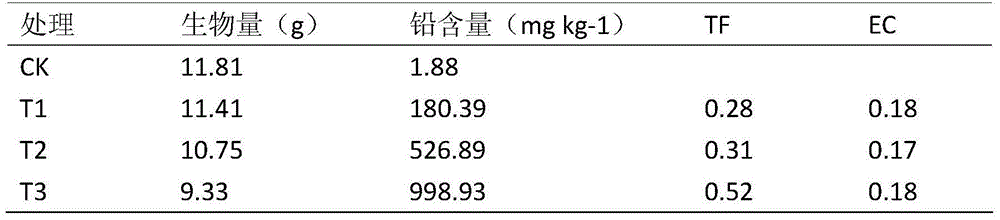 Application of mesembrianthemum to repairing of lead polluted soil