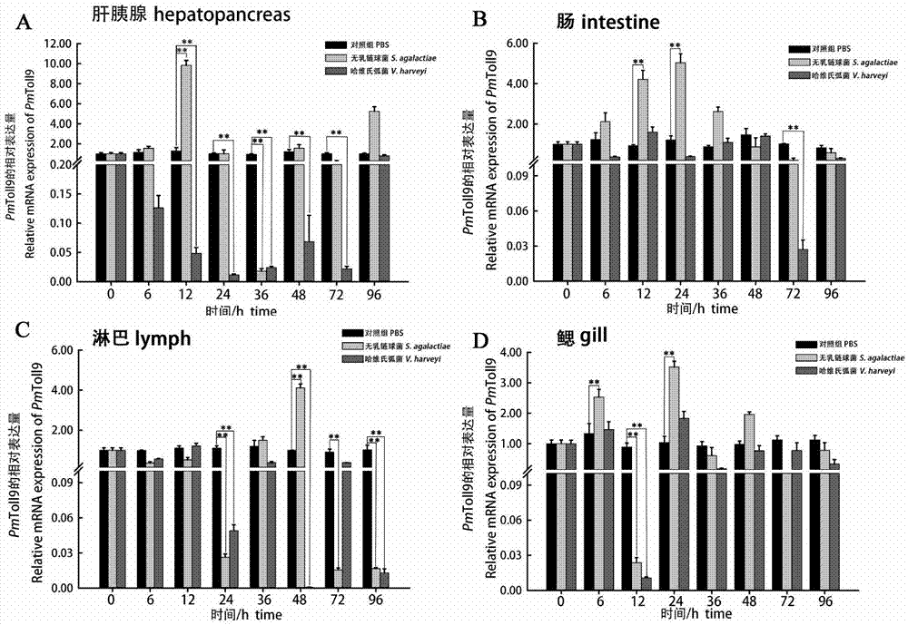 Disease-resistant Toll9 protein of prawns, cDNA for encoding Toll9 protein and application of Toll9 protein