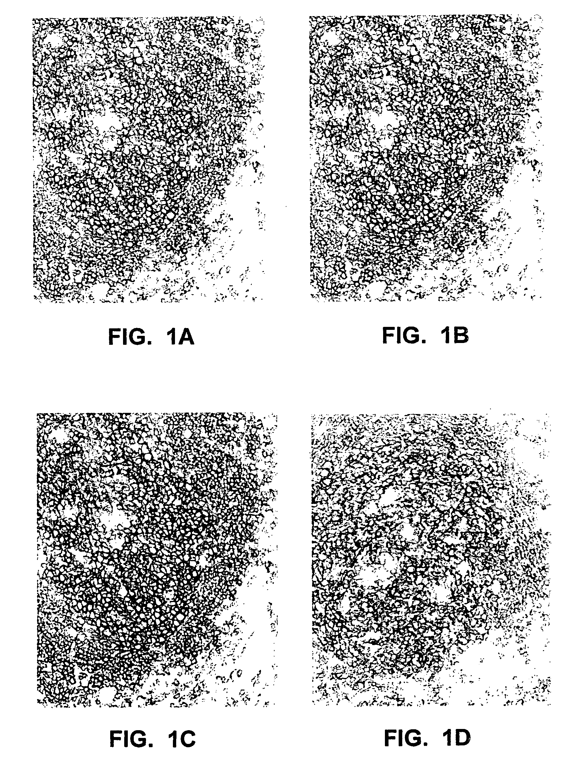 Antibody conjugates