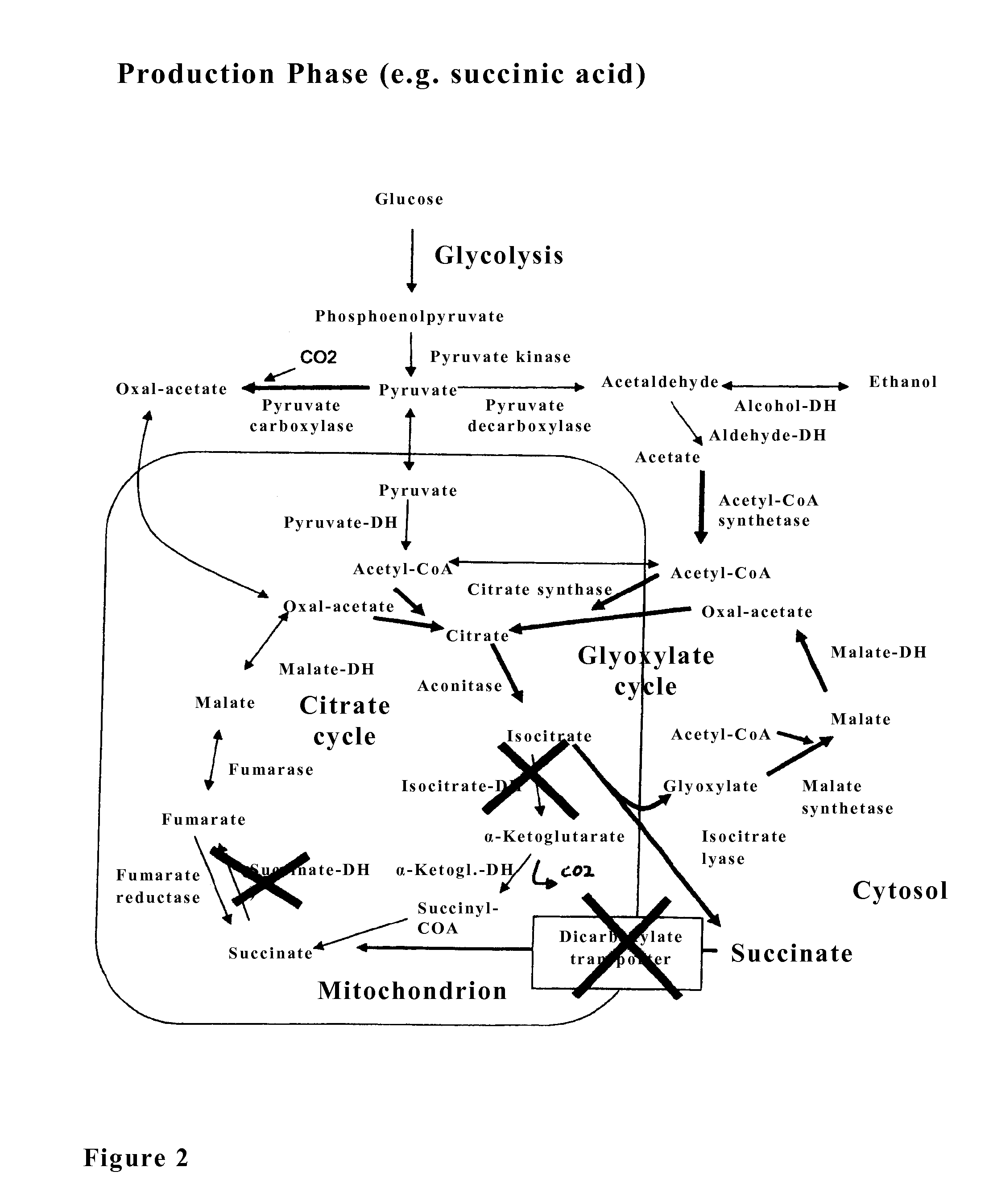 Microorganism for the production of succinic acid