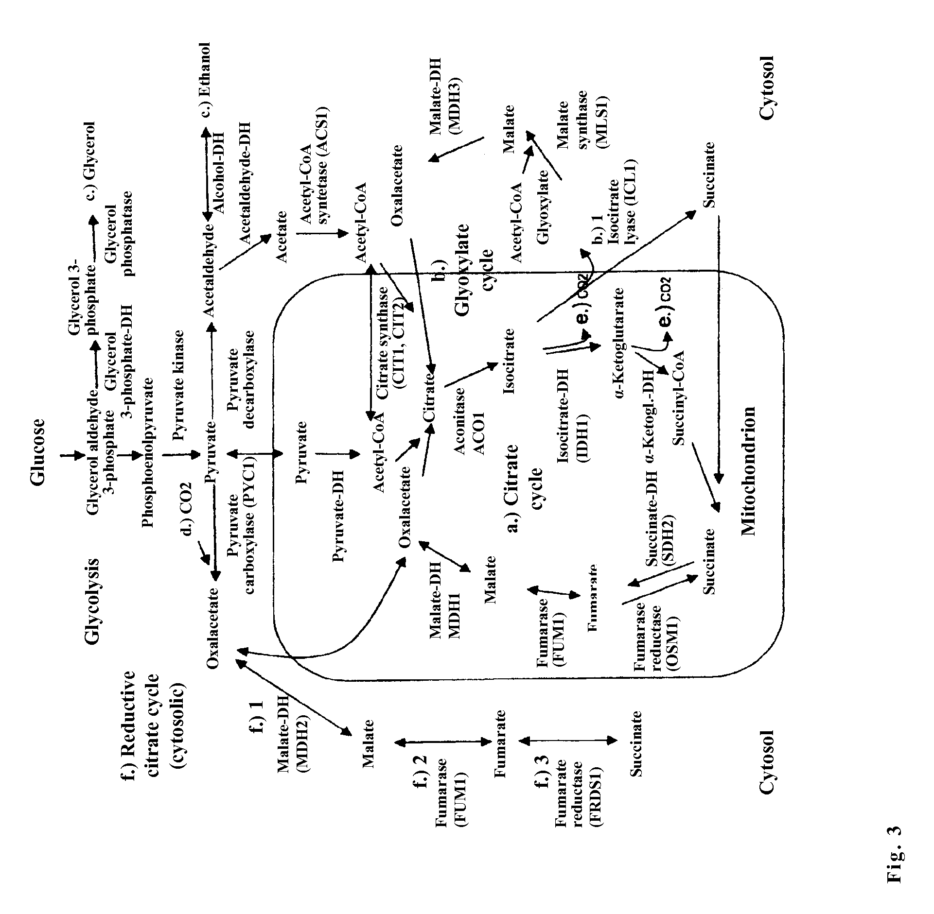 Microorganism for the production of succinic acid