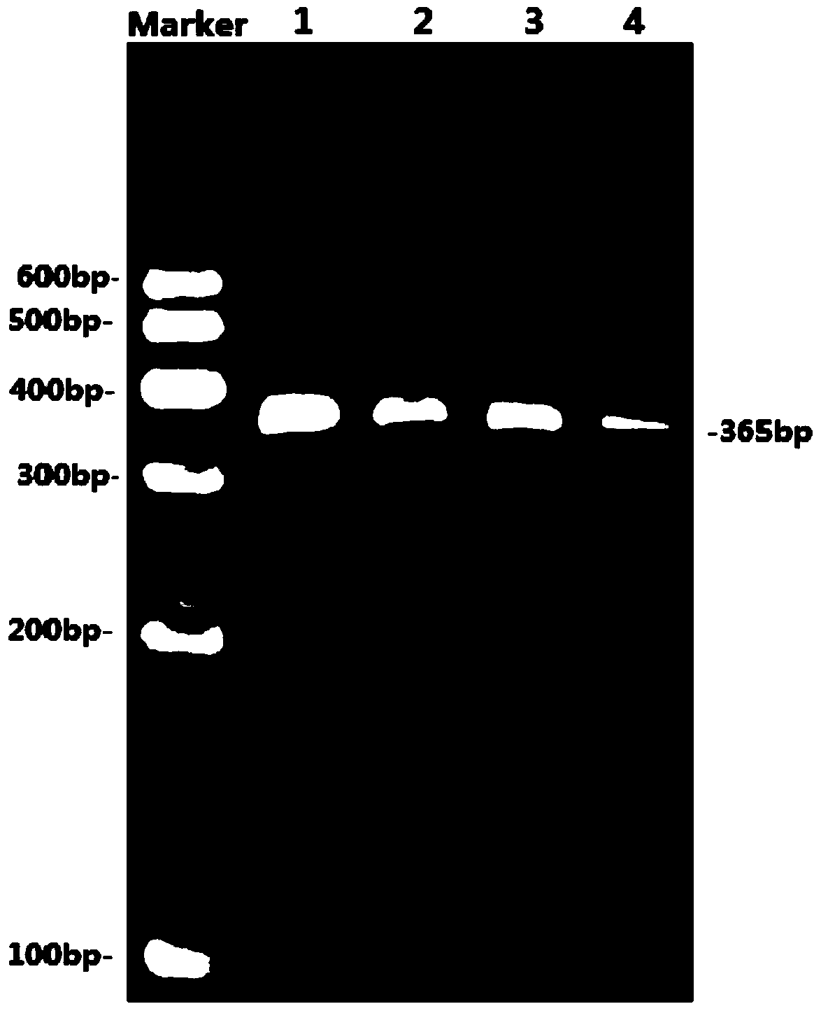 Detection method and application of goat atbf1 gene single nucleotide polymorphism