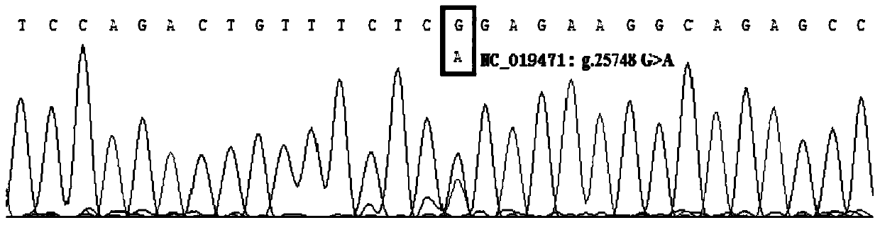 Detection method and application of goat atbf1 gene single nucleotide polymorphism