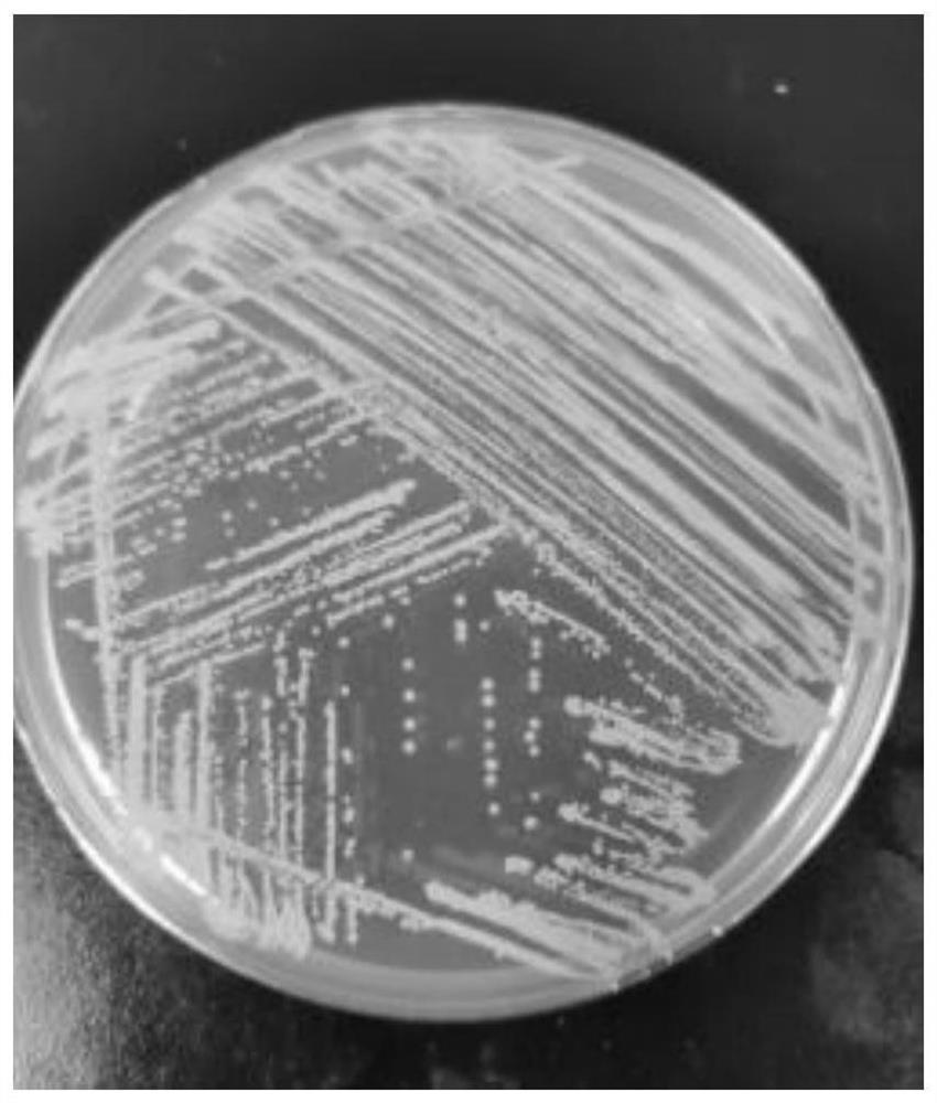 Bacillus velezensis ZH902 and application thereof