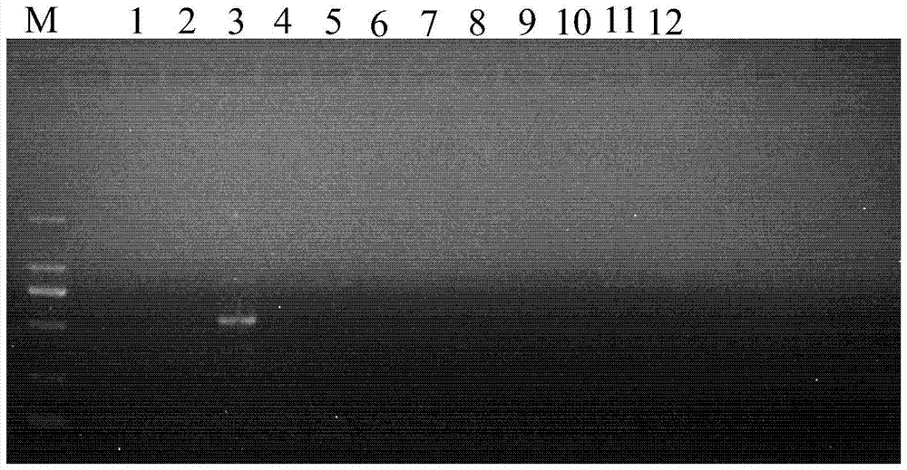 Molecular-specific marker primers and identification methods of Camellia oleifera Variety Changlin 18