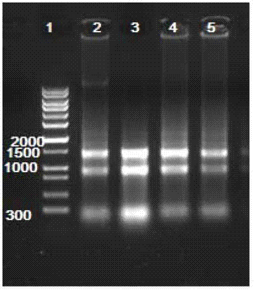 Amphioxus agglutinoid and expressed genes and application thereof