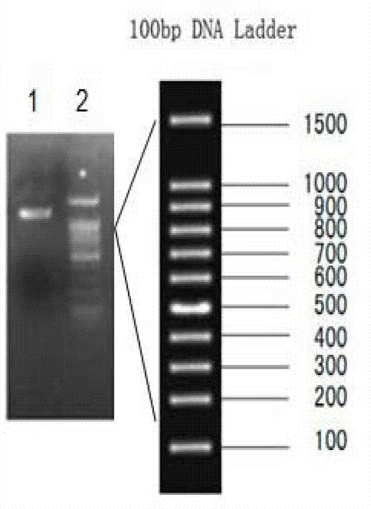 Amphioxus agglutinoid and expressed genes and application thereof