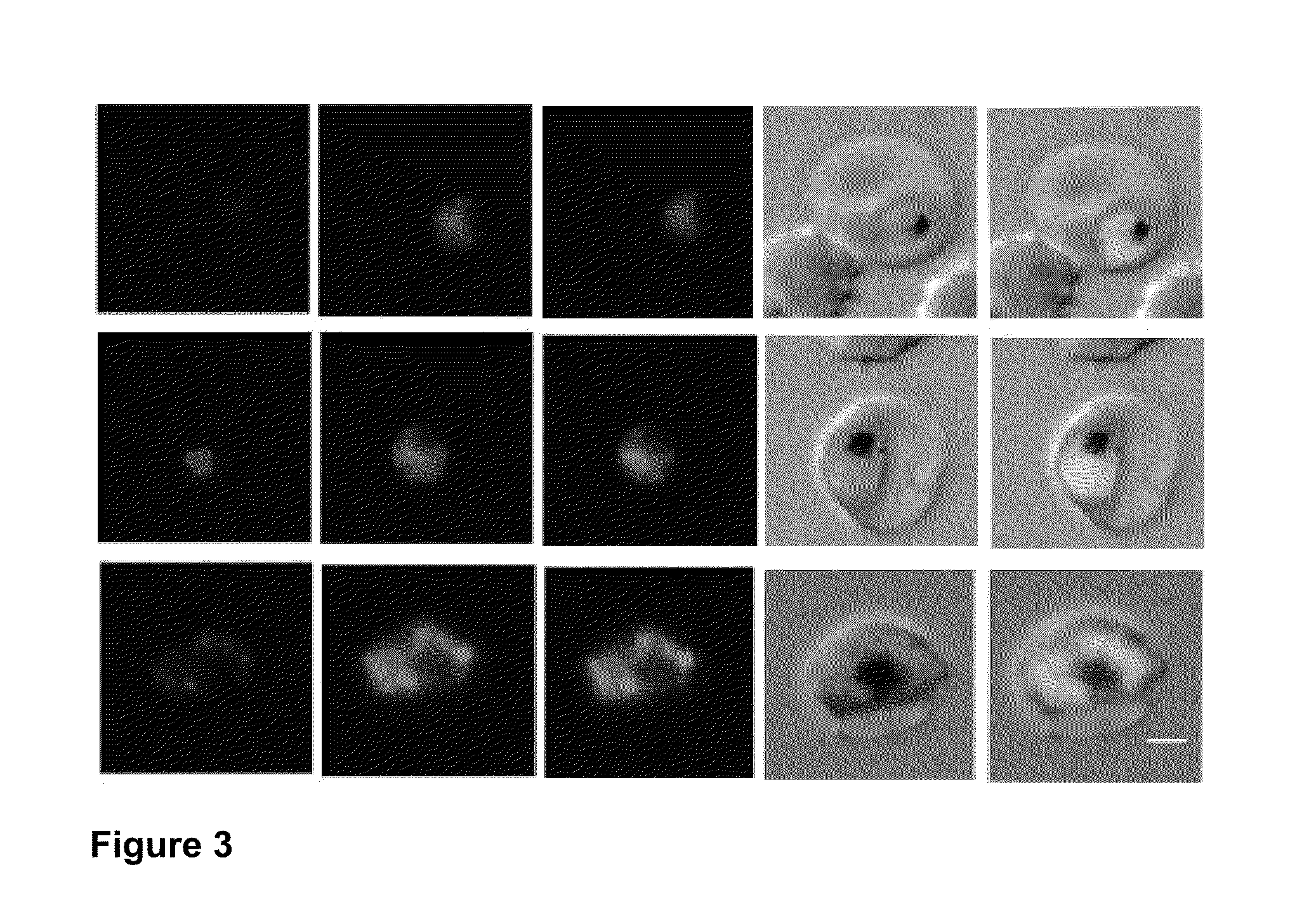 Method of screening Anti-plasmodial activity of acriflavin and acriflavin as an Anti-malarial agent