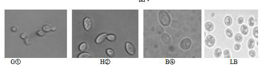 Indigenous Saccharomyces cerevisiae strains, screening methods and applications