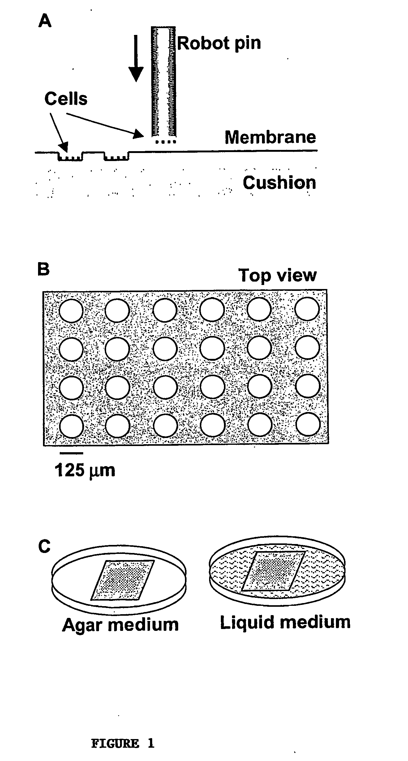 High-density cell microarrays for parallel functional determinations