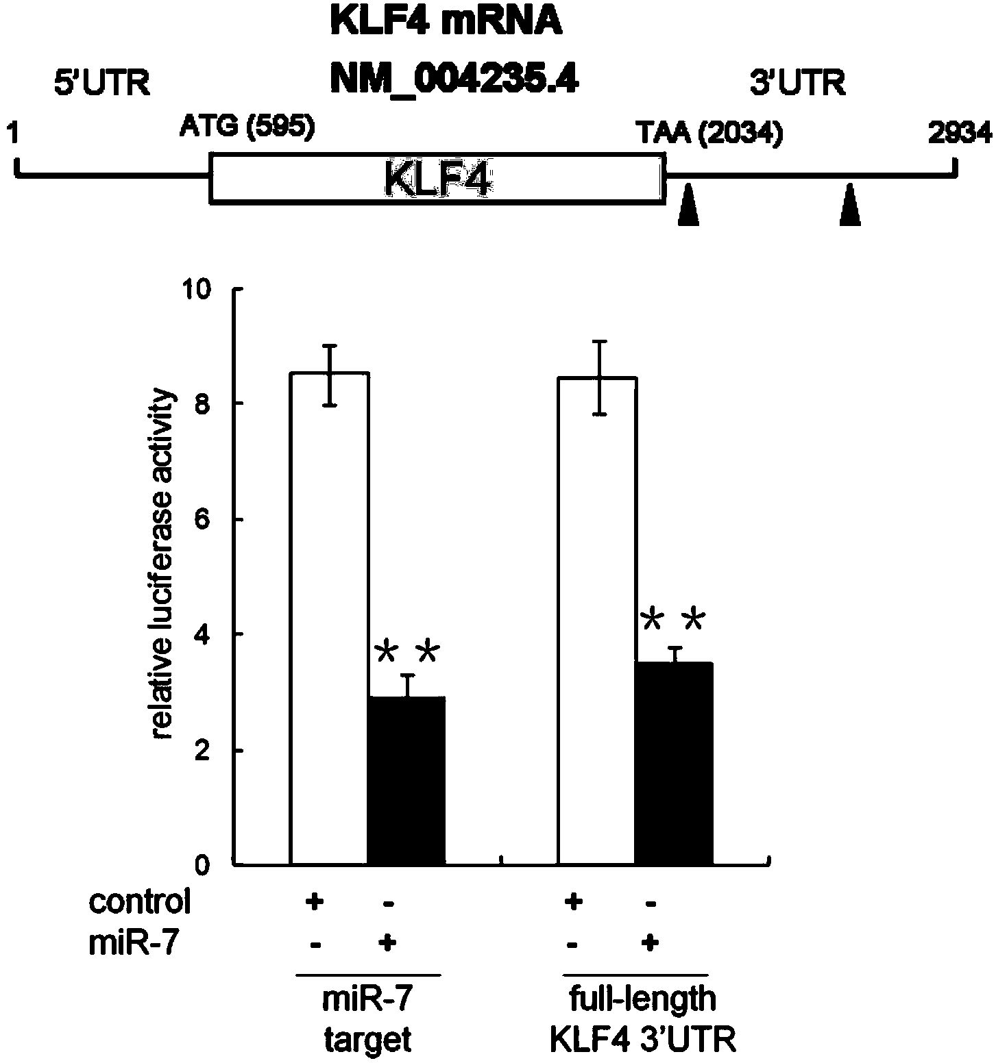 Application of microRNA-7 for inhibiting prostate tumor growth and prostate tumor progress