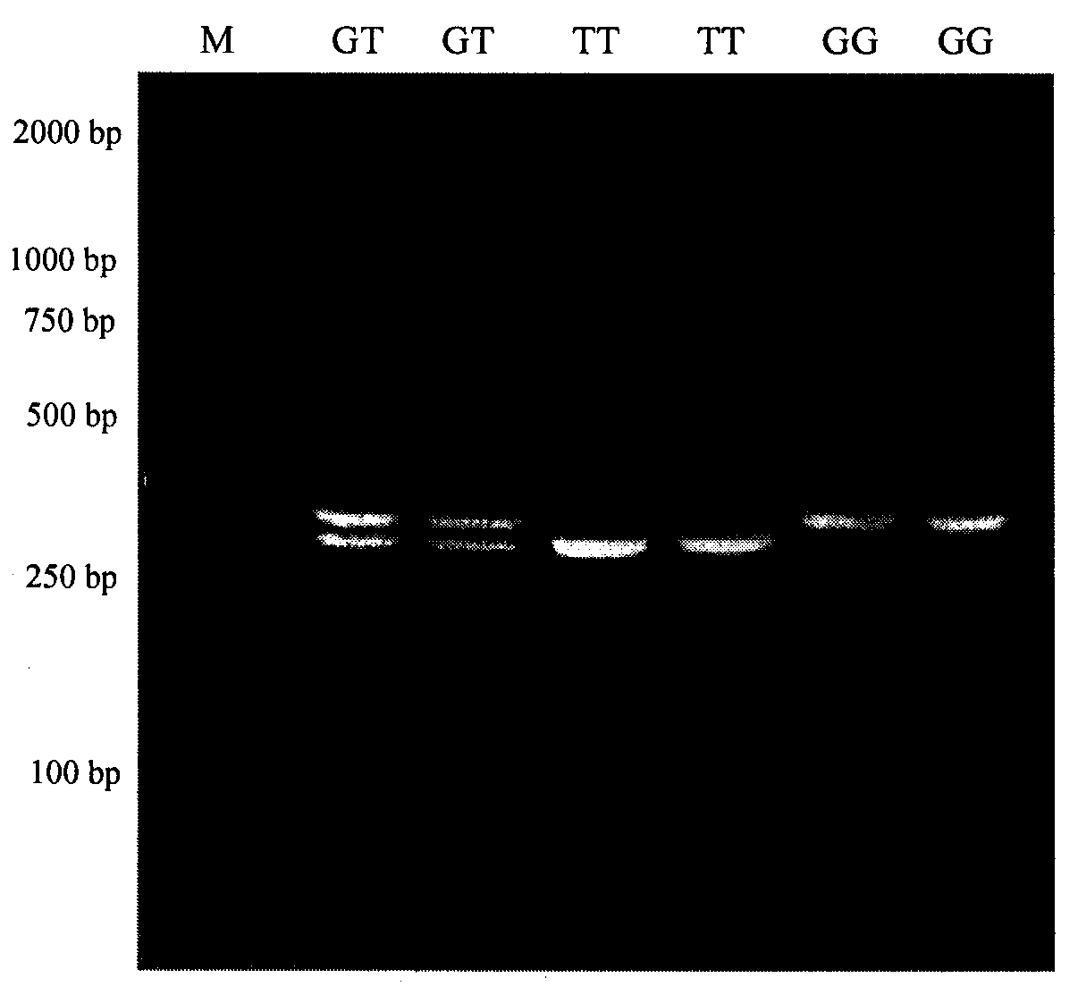 A molecular marker method and its primer pair that can predict and identify the curl degree of sheep wool