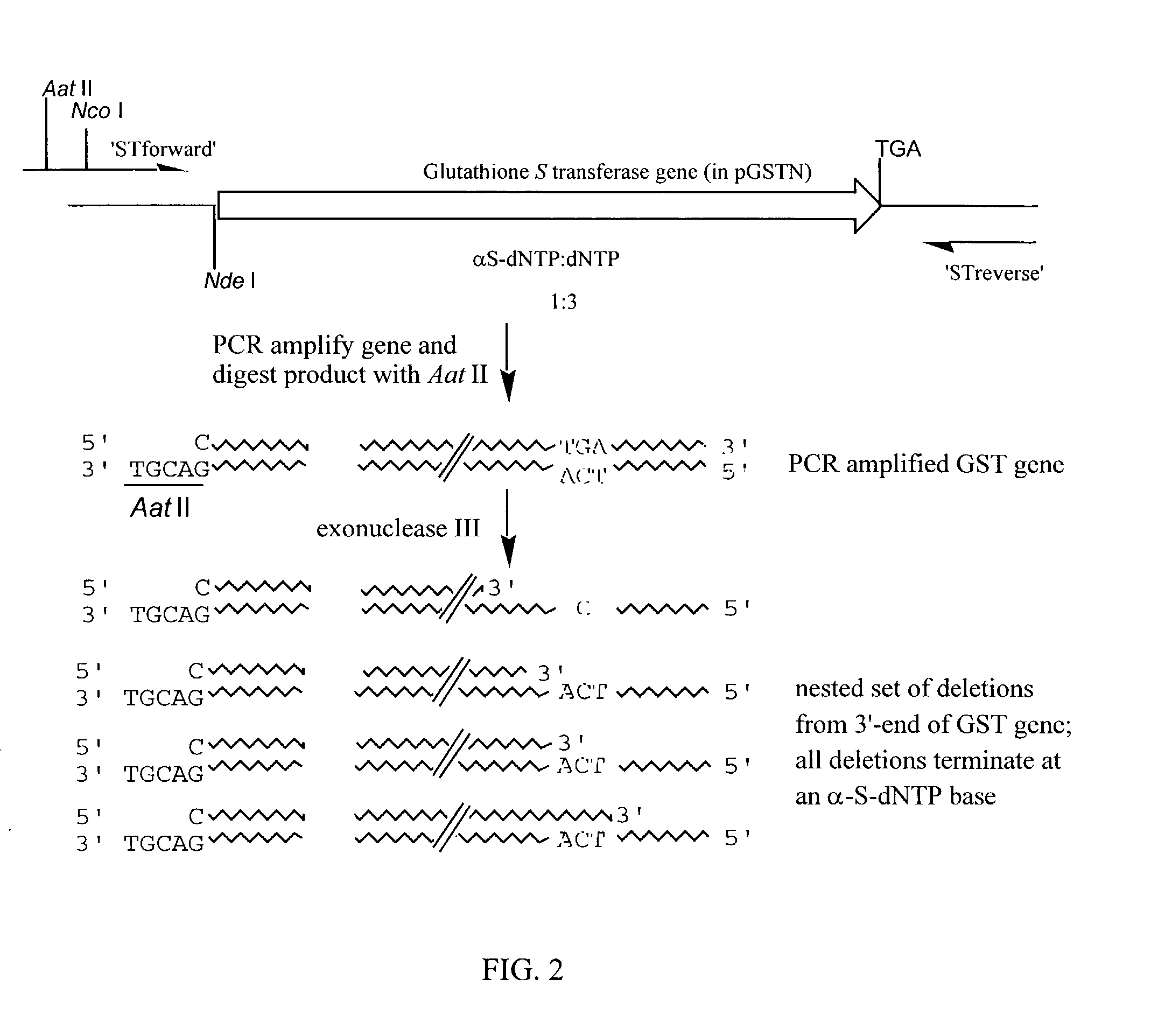 Method for producing proteins tagged at the N- or C-terminus