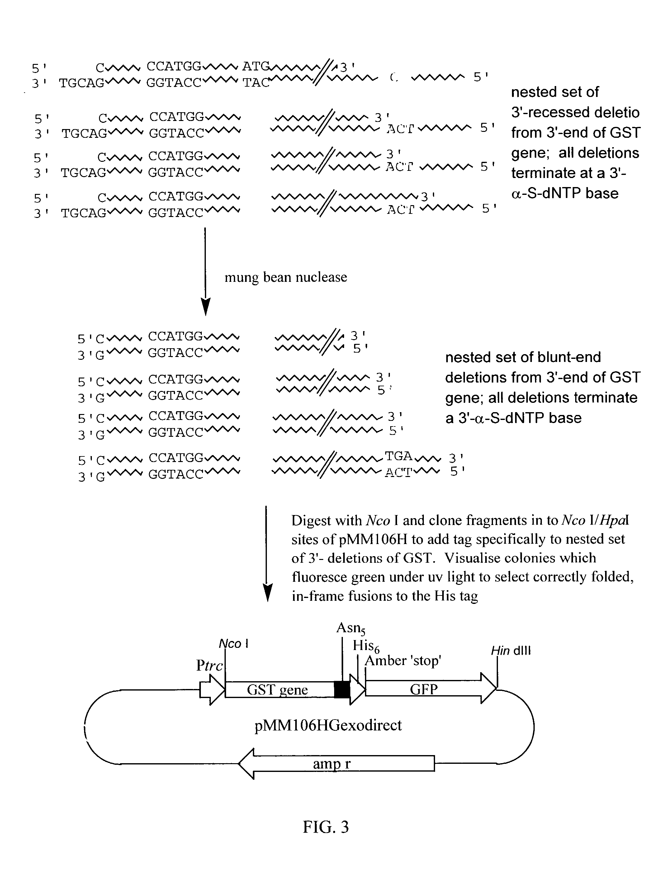 Method for producing proteins tagged at the N- or C-terminus