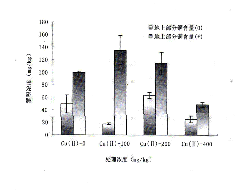 In-situ bioremediation method of marine pollutant sedimentary environment