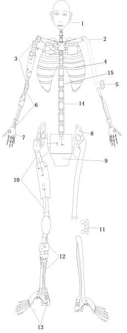 Bionic robot