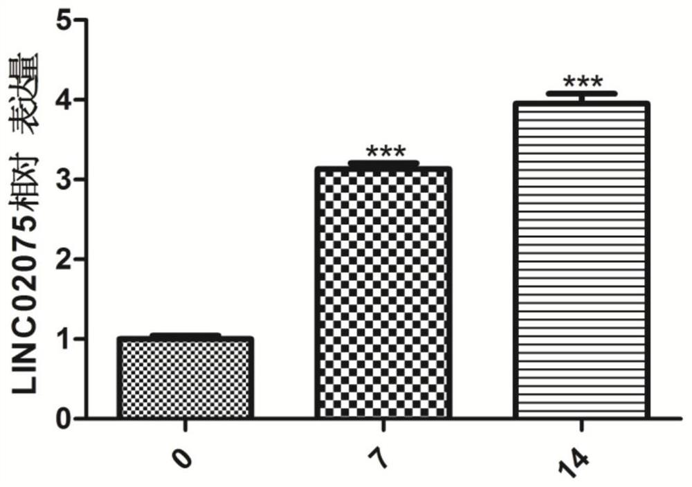 Accelerator for osteogenic differentiation of bone marrow mesenchymal stem cells