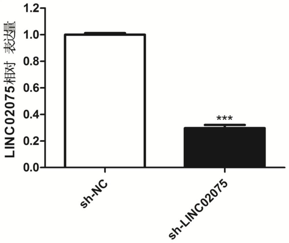 Accelerator for osteogenic differentiation of bone marrow mesenchymal stem cells