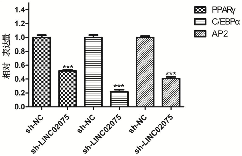 Accelerator for osteogenic differentiation of bone marrow mesenchymal stem cells