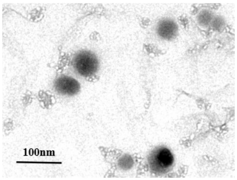 Bacillus licheniformis extracellular polymeric substance organic selenium product as well as preparation method and application thereof