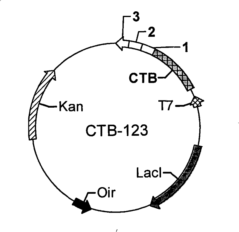 A kind of anti-atherosclerosis epitope composition, its preparation method and application