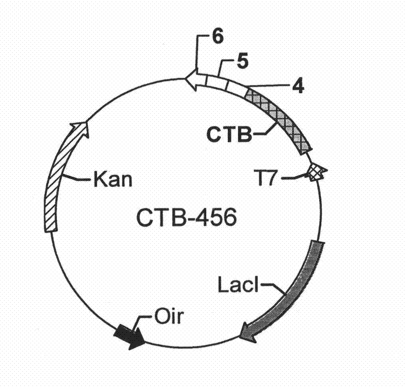 A kind of anti-atherosclerosis epitope composition, its preparation method and application