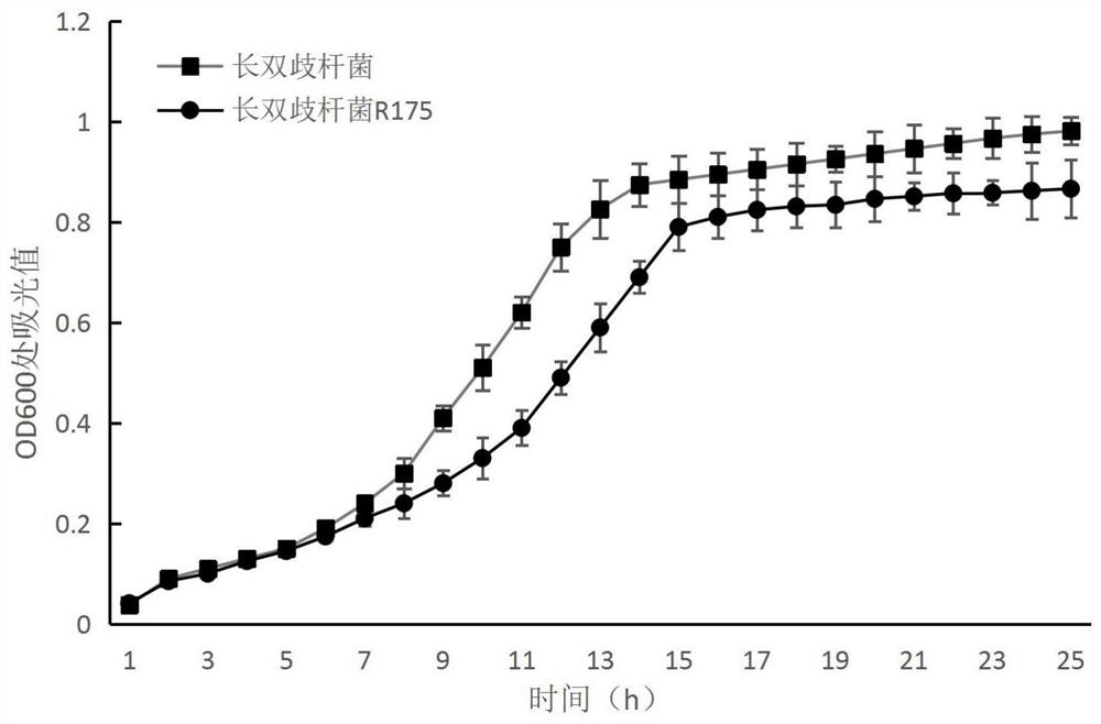 Bifidobacterium longum as well as application and product thereof