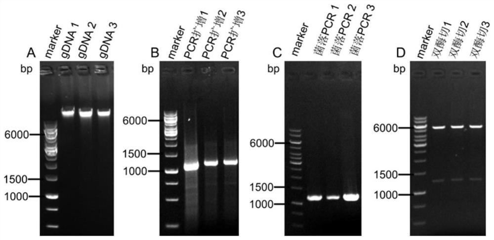 High-stereoselectivity methionine adenosyltransferase as well as preparation method and application thereof