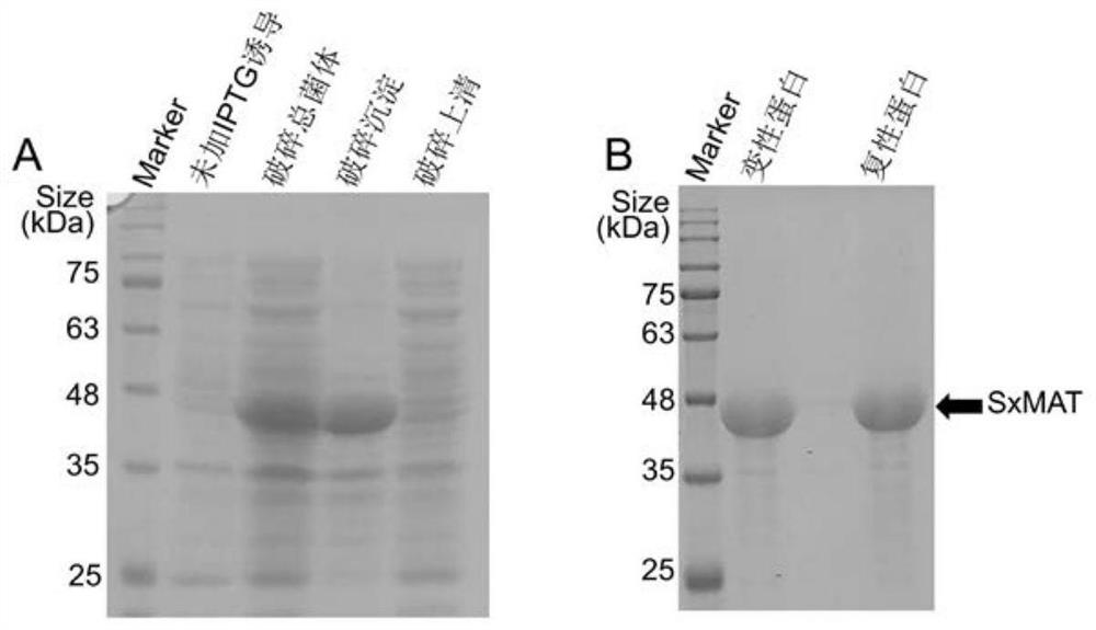 High-stereoselectivity methionine adenosyltransferase as well as preparation method and application thereof