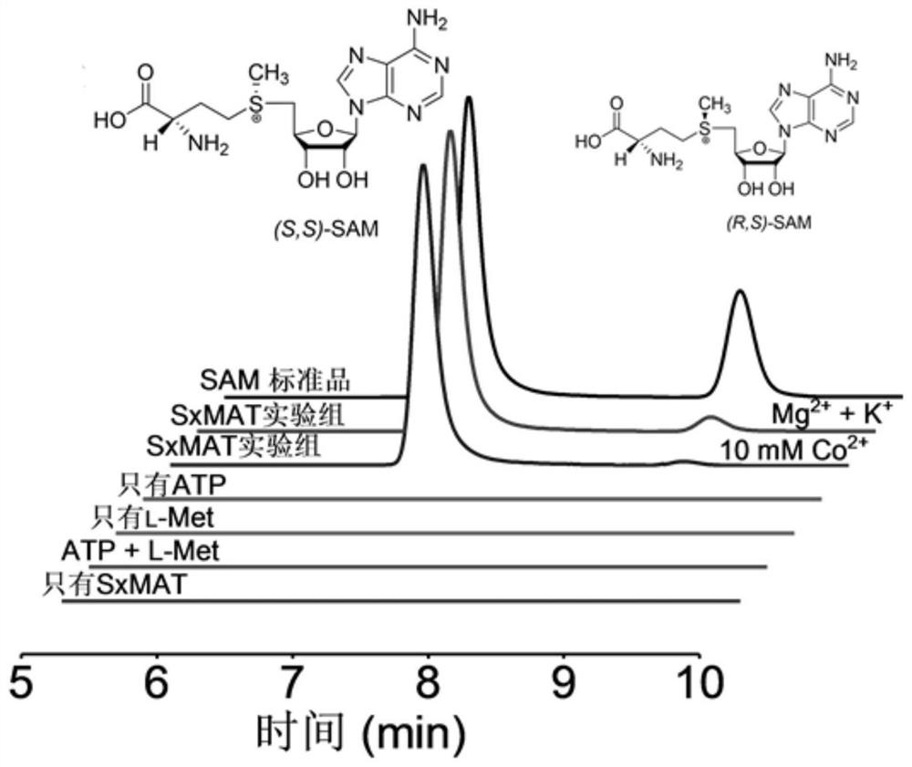 High-stereoselectivity methionine adenosyltransferase as well as preparation method and application thereof