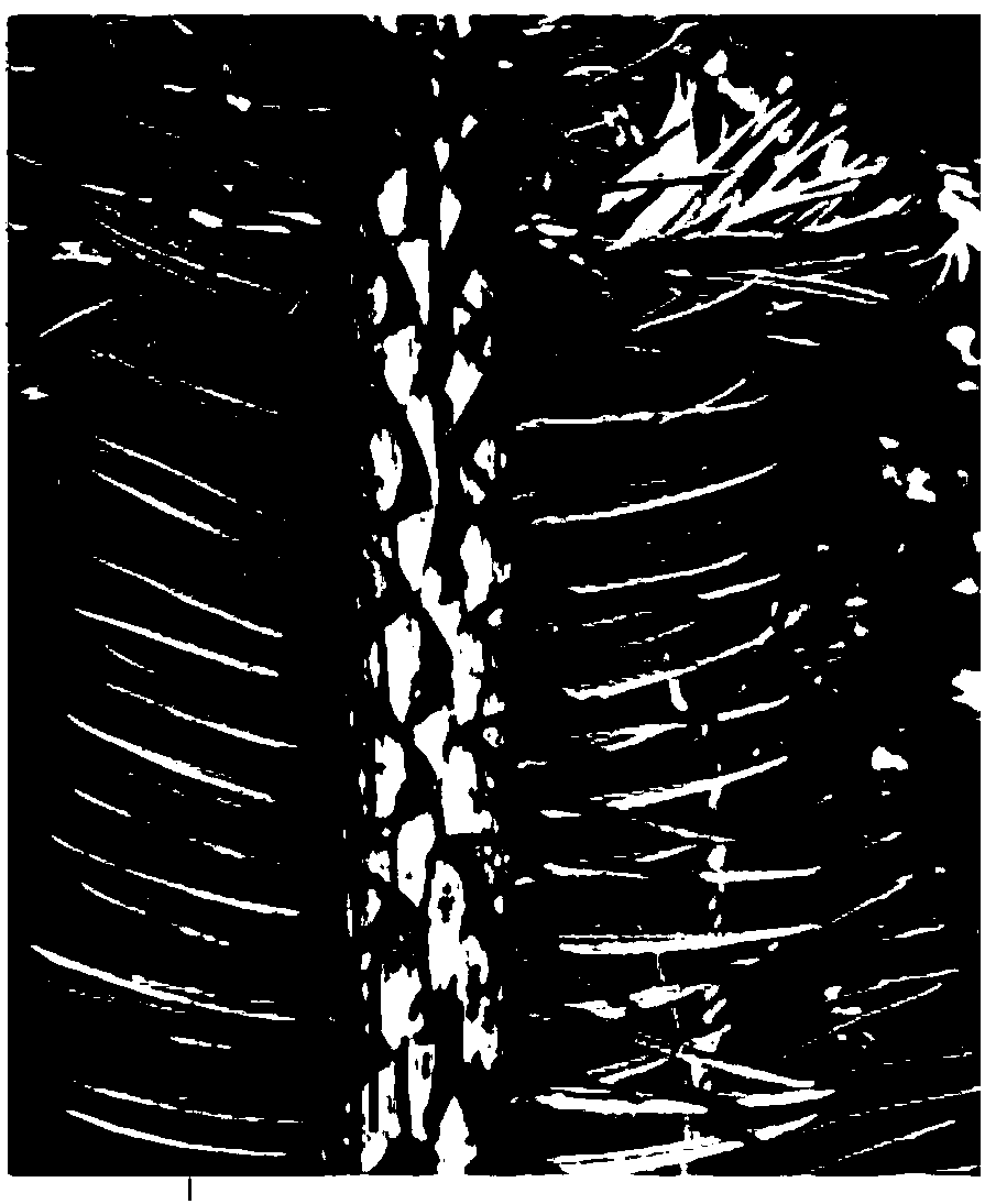 Pruning high-yield method for dwarfing of seed trees of cedar seed garden