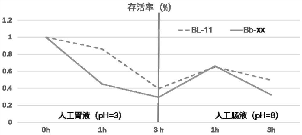 Bifidobacterium lactis and purpose thereof in acceleration of growth and development of children and adolescents