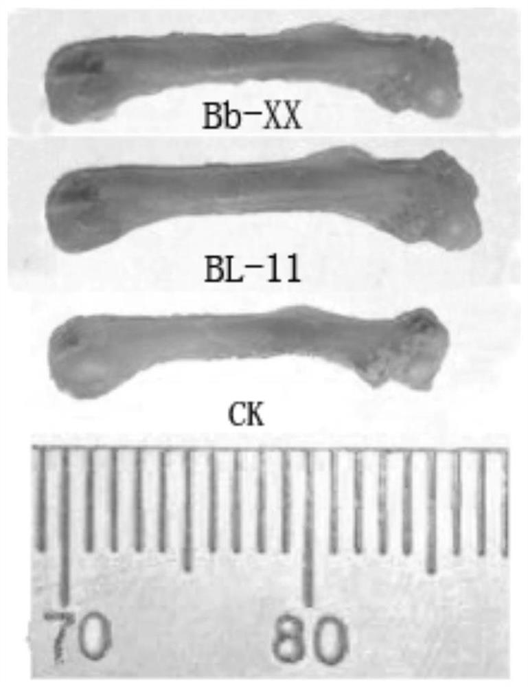 Bifidobacterium lactis and purpose thereof in acceleration of growth and development of children and adolescents