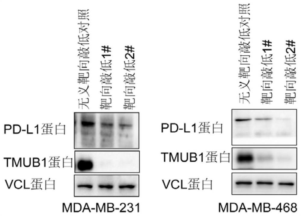 Application of polypeptide PTPR in preparation of tumor immunotherapy medicine