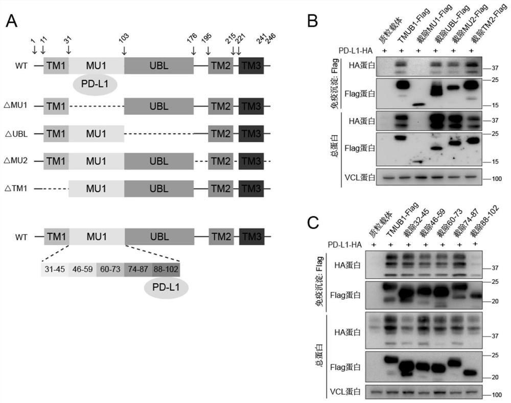 Application of polypeptide PTPR in preparation of tumor immunotherapy medicine