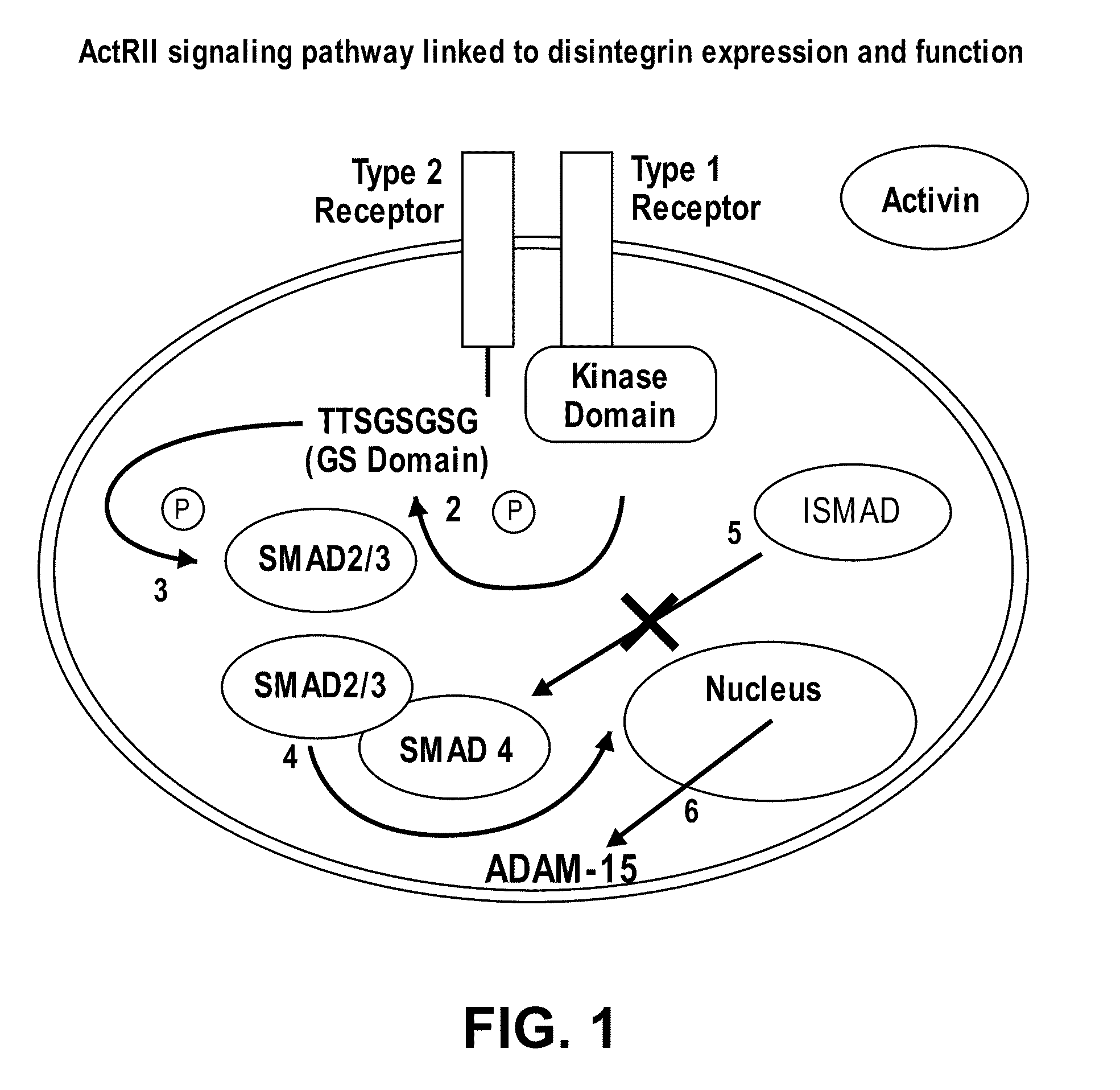 Methods for Identifying Agents that Inhibit Cell Migration, Promote Cell Adhesion and Prevent Metastasis