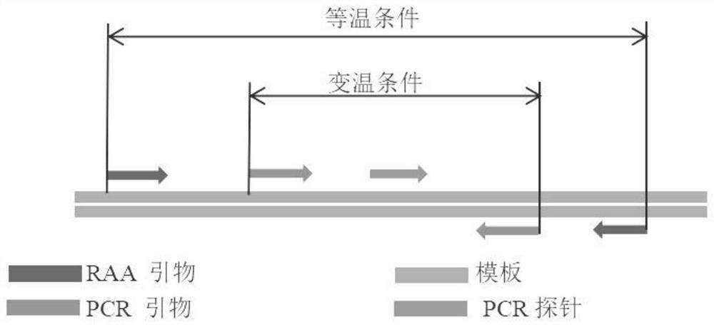 RAP gene detection kit, detection method and application thereof, and RAP virus detection kit