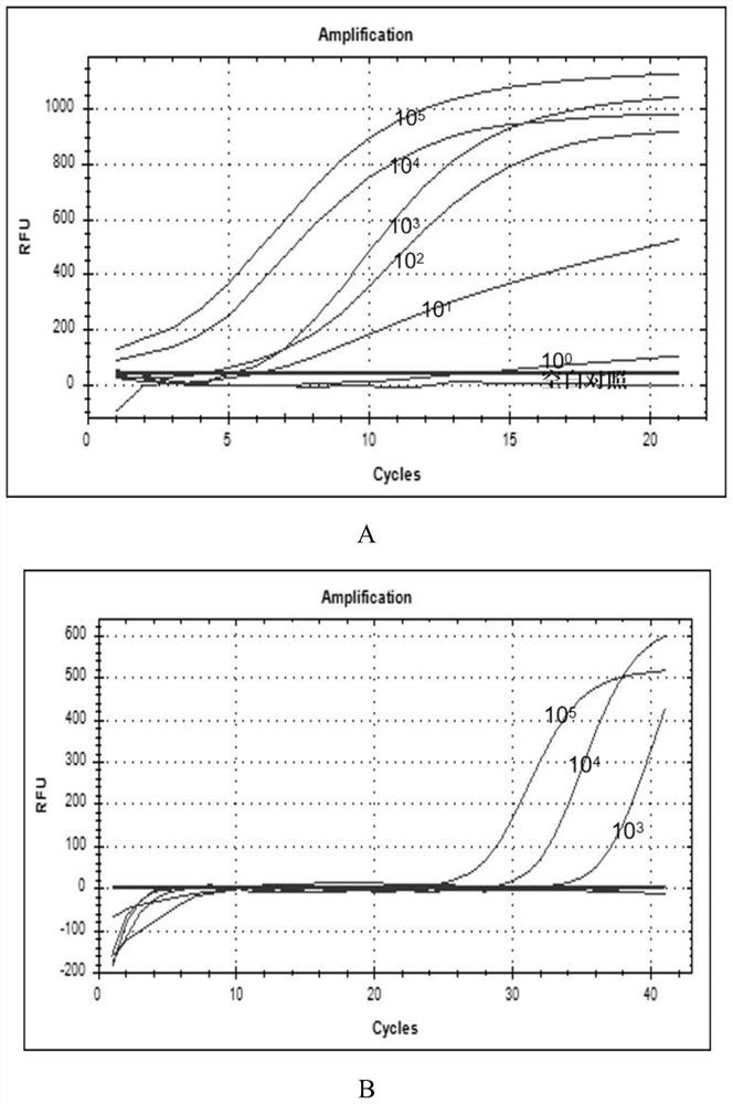 RAP gene detection kit, detection method and application thereof, and RAP virus detection kit