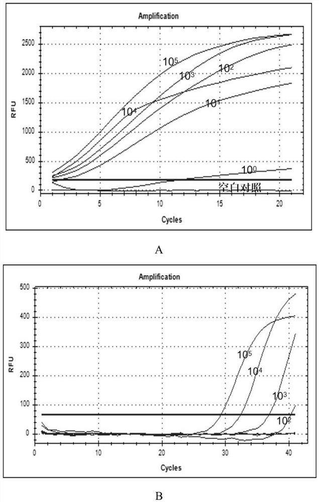 RAP gene detection kit, detection method and application thereof, and RAP virus detection kit