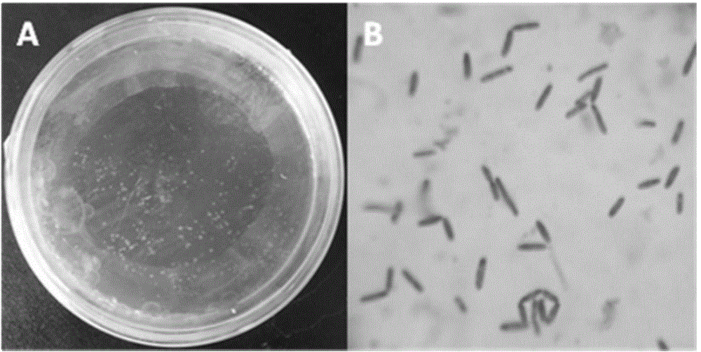 Preparation and application of composite microecological feed additive