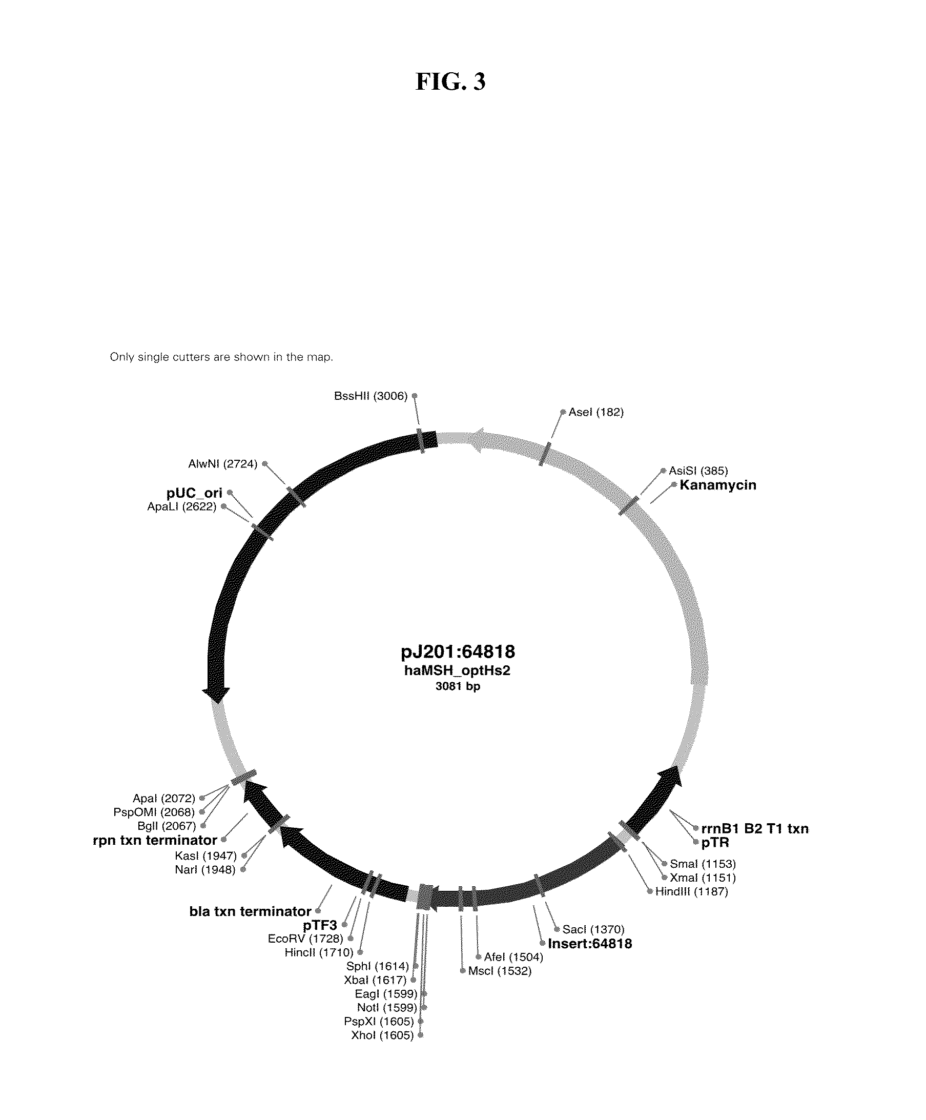 Modified polynucleotides for the production of nuclear proteins