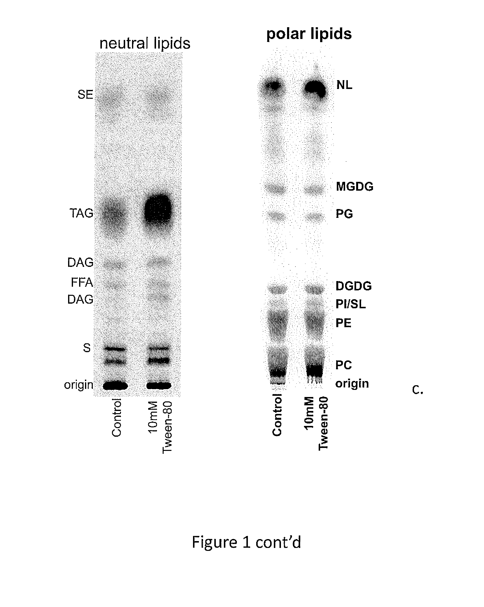 Modified plants with increased oil content