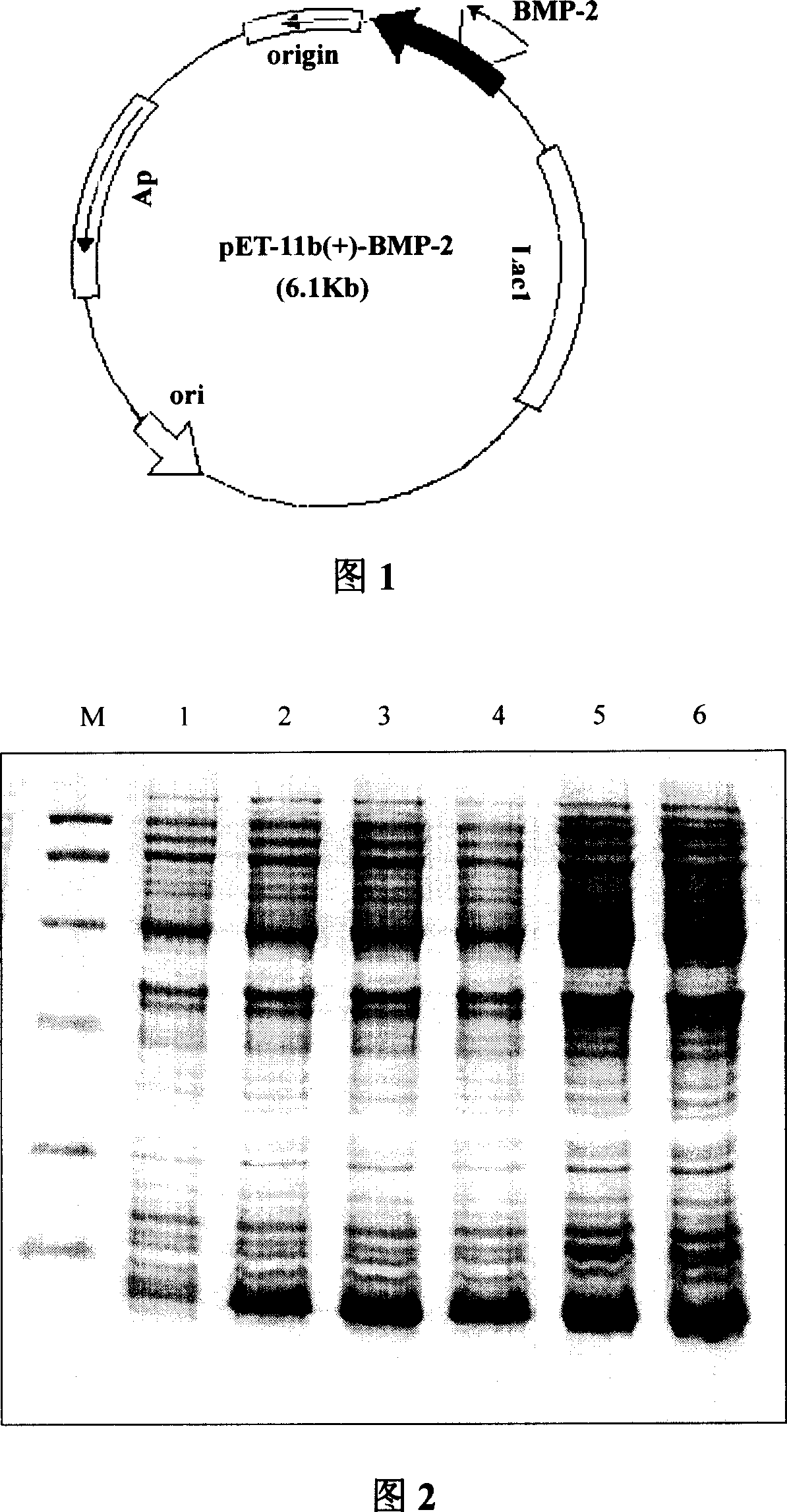 Method for preparing maturation peptide of morphogenesis protein - 2 of human bones