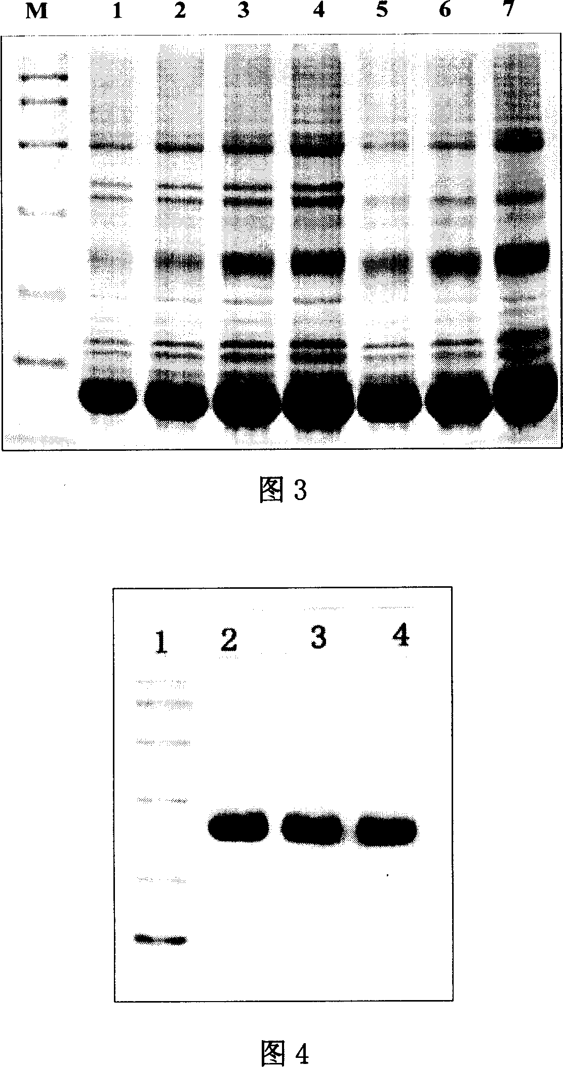 Method for preparing maturation peptide of morphogenesis protein - 2 of human bones