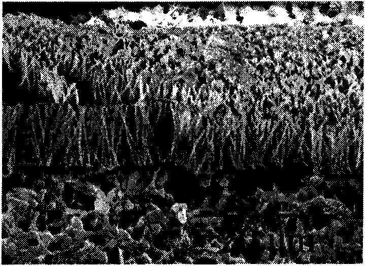 One-dimensional rod-like mesoporous material and preparation method thereof and application thereof