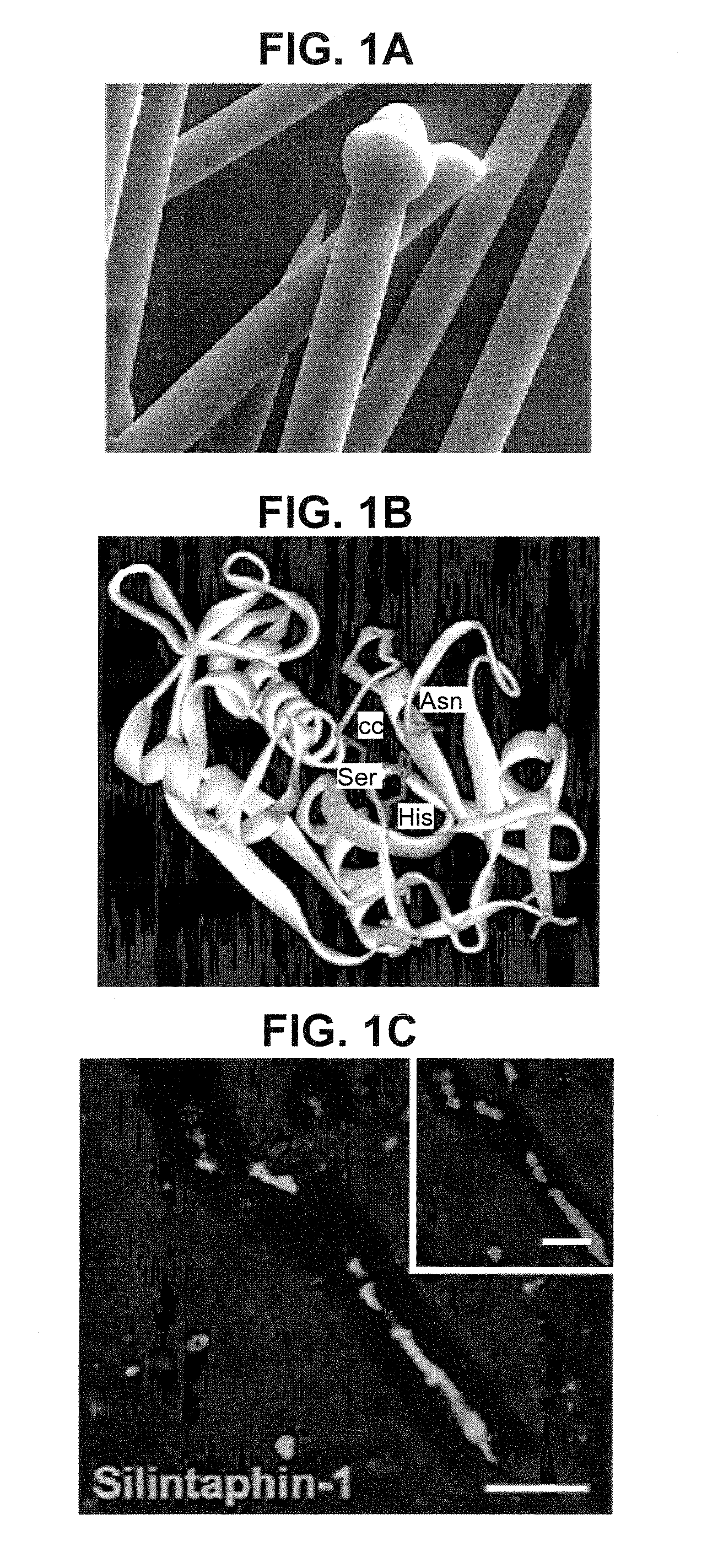 Use of Silintaphin for the Structure-Directed Fabrication of (Nano)Composite Materials in Medicine and (Nano)Technology