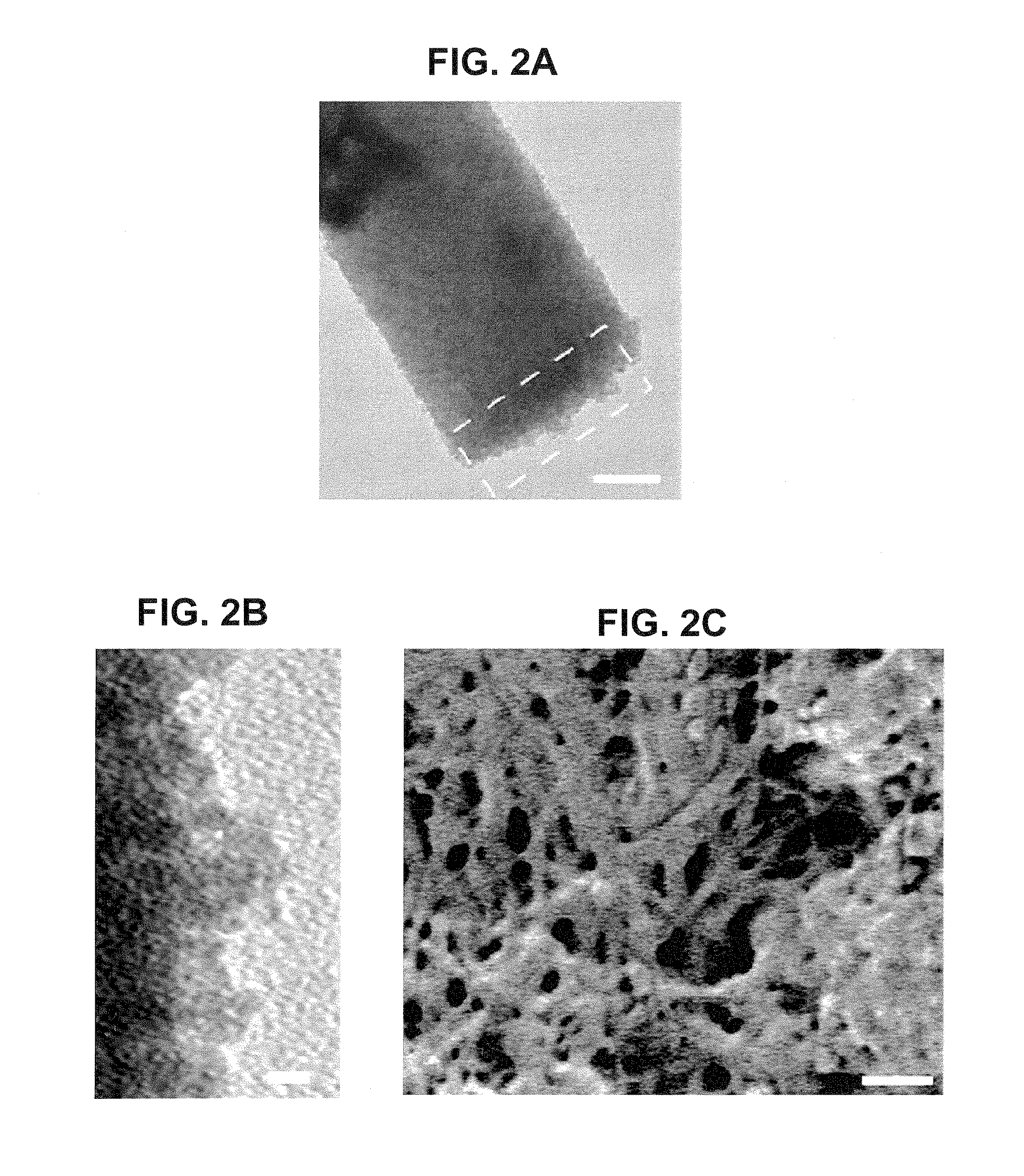 Use of Silintaphin for the Structure-Directed Fabrication of (Nano)Composite Materials in Medicine and (Nano)Technology