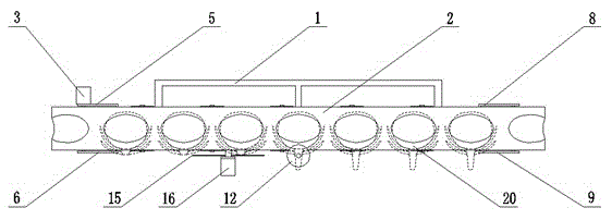 Conveying and cutting device of head vegetable harvesting machine