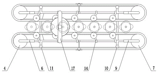 Conveying and cutting device of head vegetable harvesting machine