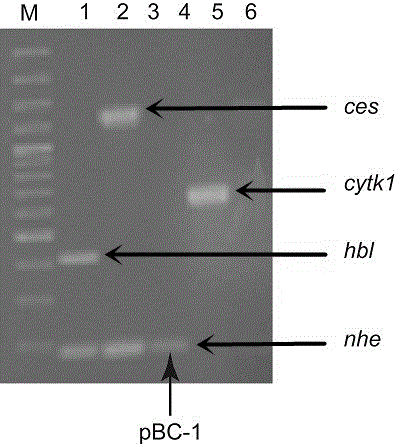 Avirulent Bacillus cereus strain pBC-1 and application thereof